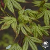 acer-palmatum-peaches-and-cream-ete-2