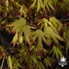 Acer-palmatum-Peaches-and-cream-printemps-2