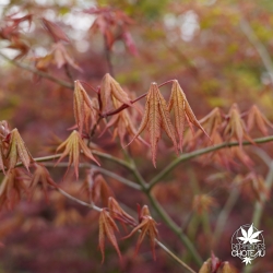 Acer-palmatum-Peaches-and-cream-printemps-2