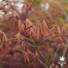 Acer-palmatum-Peaches-and-cream-printemps-2