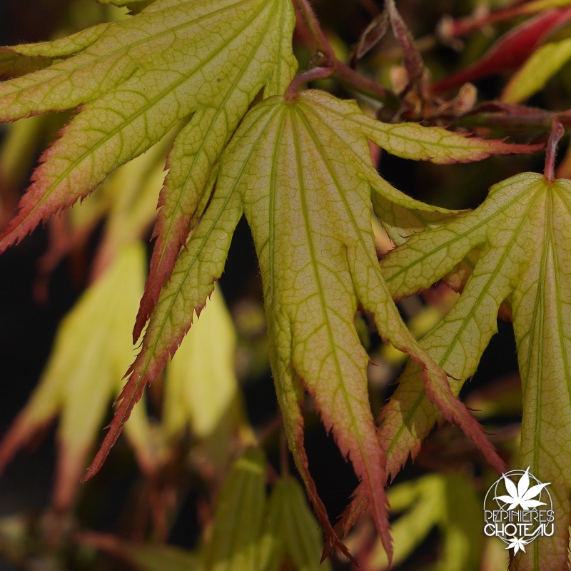 Acer-palmatum-Peaches-and-cream-printemps-2