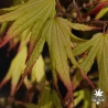 Acer-palmatum-Peaches-and-cream-printemps-2