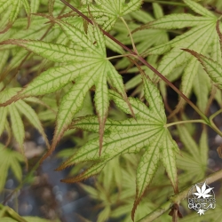 Acer-palmatum-Peaches-and-cream-printemps-2