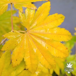 Acer-shirasawanum-Nikko-automne