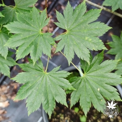 Acer-shirasawanum-Nikko-ete