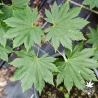 Acer-shirasawanum-Nikko-ete