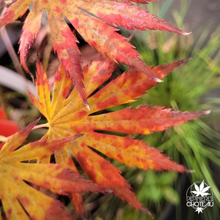 Acer-shirasawanum-Palmatifolium-automne