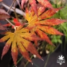 Acer-shirasawanum-Palmatifolium-automne-2