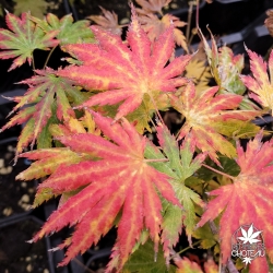 Acer-shirasawanum-Palmatifolium-debut-d-automne