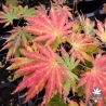 Acer-shirasawanum-Palmatifolium-debut-d-automne