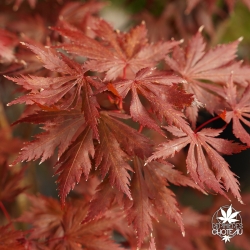 Acer-shirasawanum-Yasemin-debut-d-automne