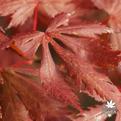 acer-shirasawanum-yasemin-debut-d-automne-2