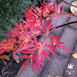 Acer-pseudosieboldianum-Ice-Dragon-automne