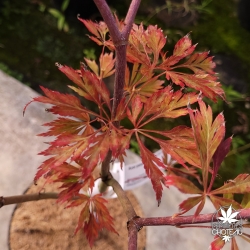 Acer-pseudosieboldianum-Ice-Dragon-debut-de-l-automne