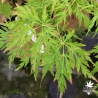 Acer-pseudosieboldianum-Ice-Dragon-ete