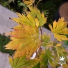 Acer-pseudosieboldianum-Arctic-Jade-debut-de-l-automne