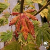 Acer-pseudosieboldianum-Arctic-Jade-debut-de-l-automne-2