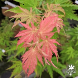 Acer-pseudosieboldianum-Arctic-Jade-nouvelle-pousse-d-ete