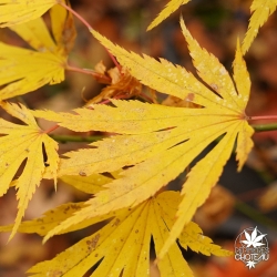 acer-pseudosieboldianum-artic-jade-automne