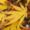 acer-pseudosieboldianum-artic-jade-automne
