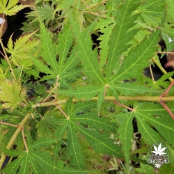 Acer-pseudosieboldianum-Arctic-Jade-ete