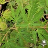 Acer-pseudosieboldianum-Arctic-Jade-ete