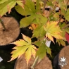 Acer-pseudosieboldianum-North-Wind-fin-de-l-ete