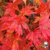 Acer-pseudosieboldianum-North-Wind-automne