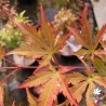 Acer-pseudosieboldianum-North-Wind-debut-d-automne