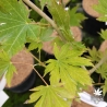 Acer-pseudosieboldianum-North-Wind-fin-d-ete
