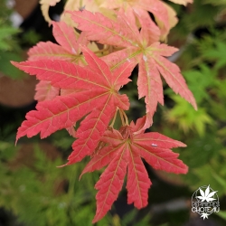 Acer-pseudosieboldianum-North-Wind-nouvelle-pousse-d-ete
