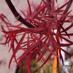 Acer-palmatum-Hupp-s-Red-Willow-printemps
