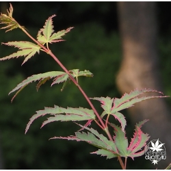 acer-palmatum-akishino-nishiki-nouvelles-pousses-d-ete