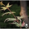 acer-palmatum-akishino-nishiki-nouvelles-pousses-d-ete