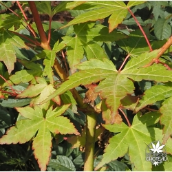 acer-palmatum-akane-sora-ete