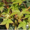 acer-palmatum-akane-sora-ete