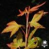 acer-palmatum-akane-sora-nouvelles-pousses-d-ete