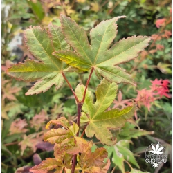 Acer-miyabei-Morton-ete