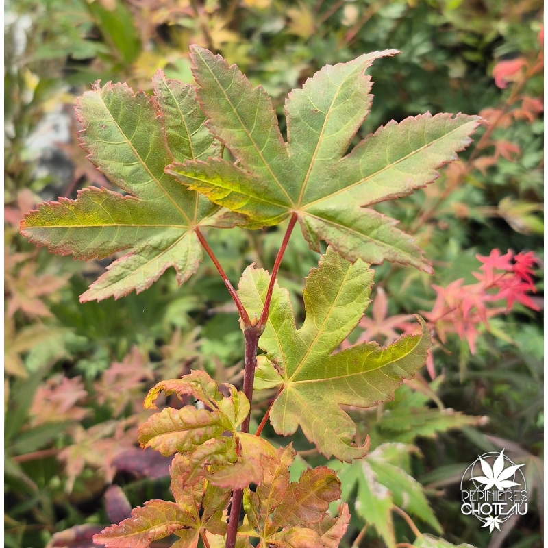 Acer-miyabei-Morton-ete