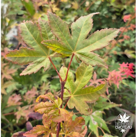 Acer-miyabei-Morton-ete