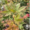 Acer-miyabei-Morton-ete