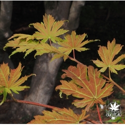 acer-japonicum-yama-kage-nouvelles-pousses-d-ete