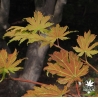 acer-japonicum-yama-kage-nouvelles-pousses-d-ete