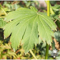 acer-japonicum-yama-kage-ete