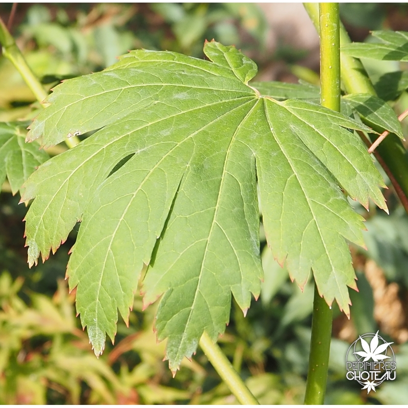 acer-japonicum-yama-kage-ete