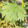 acer-japonicum-yama-kage-ete