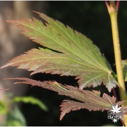 acer-japonicum-ruby-été