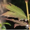 acer-japonicum-ruby-été