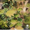 acer-japonicum-ruby-été
