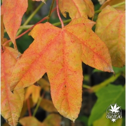 acer-elegantulum-automne
